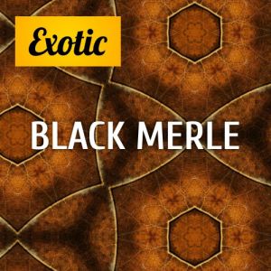 Exotic BLACK MERLE 10мл